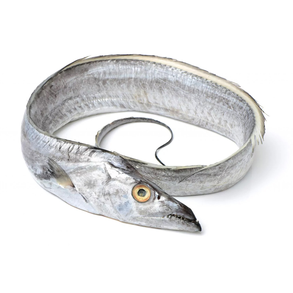 Ribbonfish