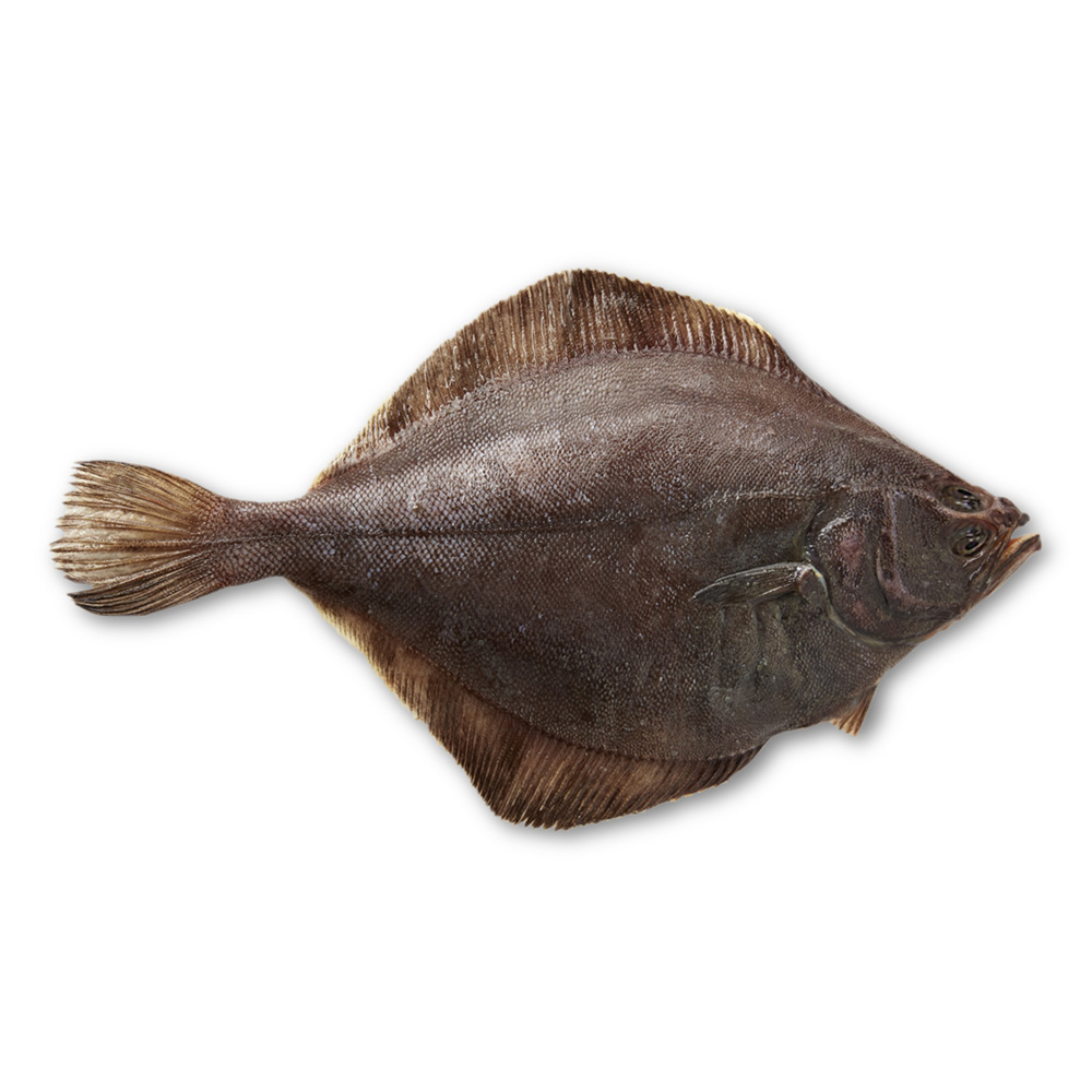 Alaskan Flathead Sole