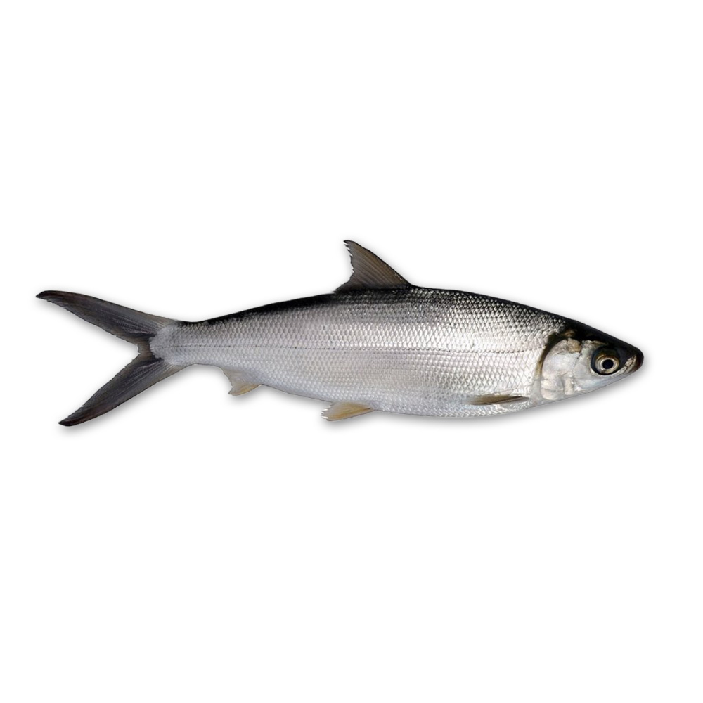 Milkfish