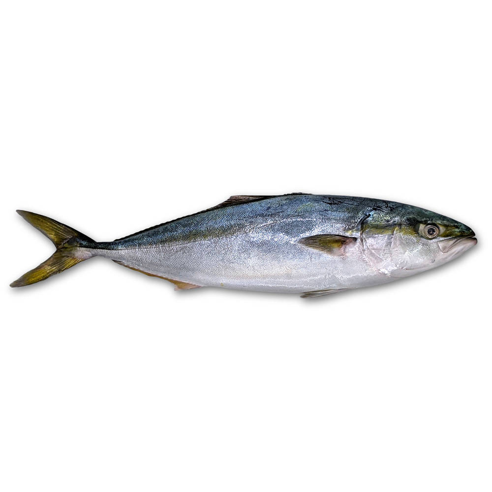 Yellowtail