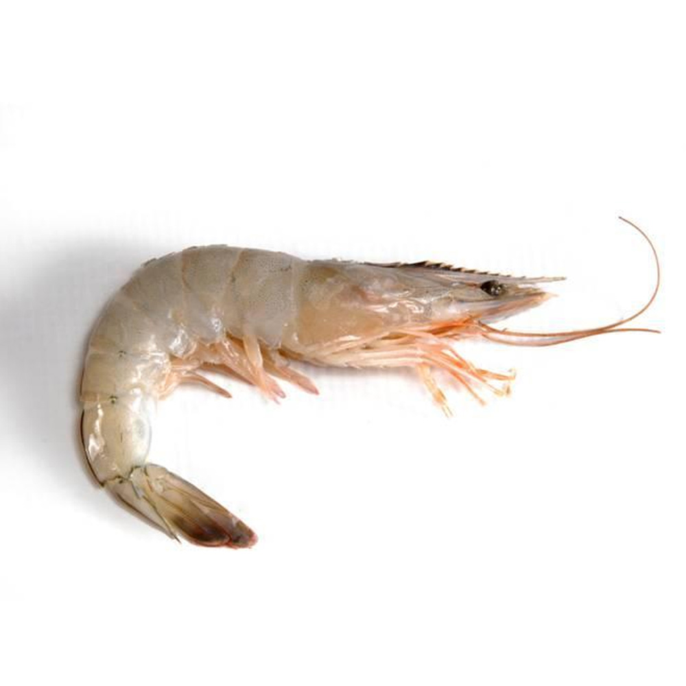 Vannamei Shrimp