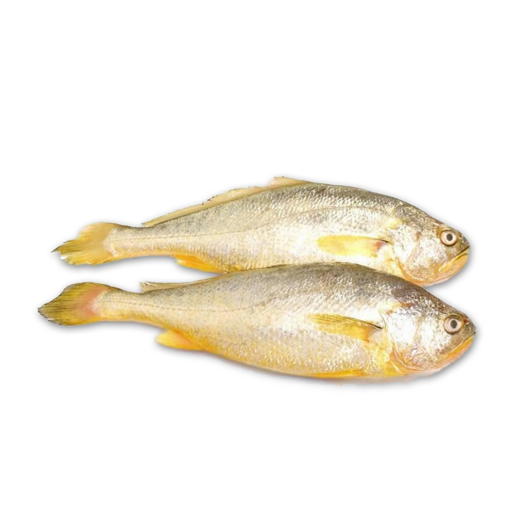 Yellow croaker