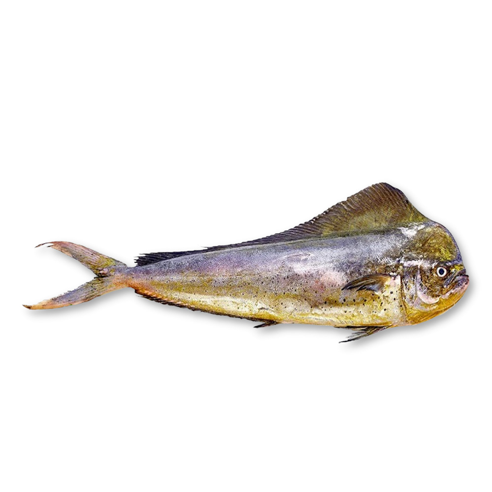 Mahi Mahi