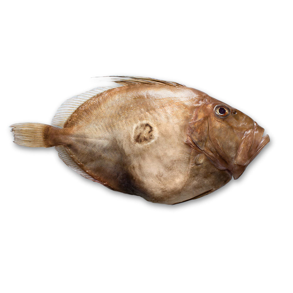 John Dory