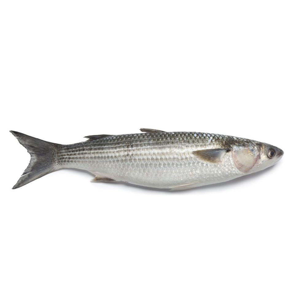 Grey Mullet