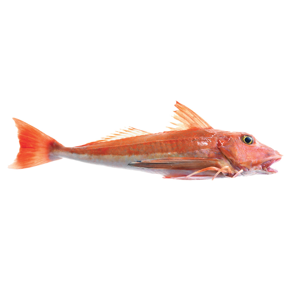 Red Gurnard