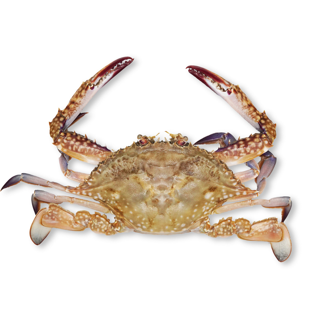 Blue Swimming crab