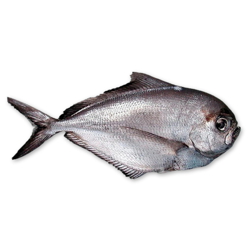 Atlantic Pomfret